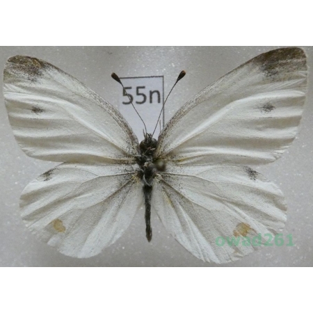 Pieris ergane (Geyer, 1828) Montenegro55n